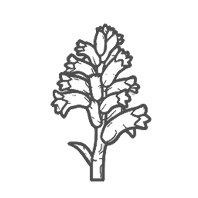 Orobanche rapum1